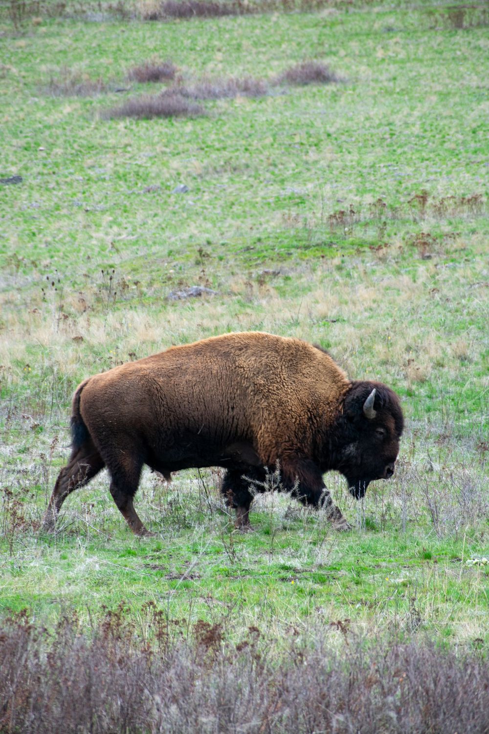 A large American bison grazes alone across a green grassy prairie field in open rangeland.