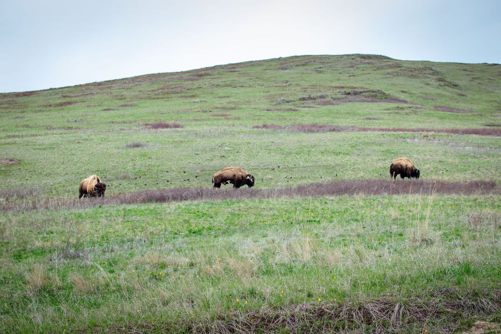 Three bison graze on a vast green hillside meadow beneath an overcast sky in open rangeland.