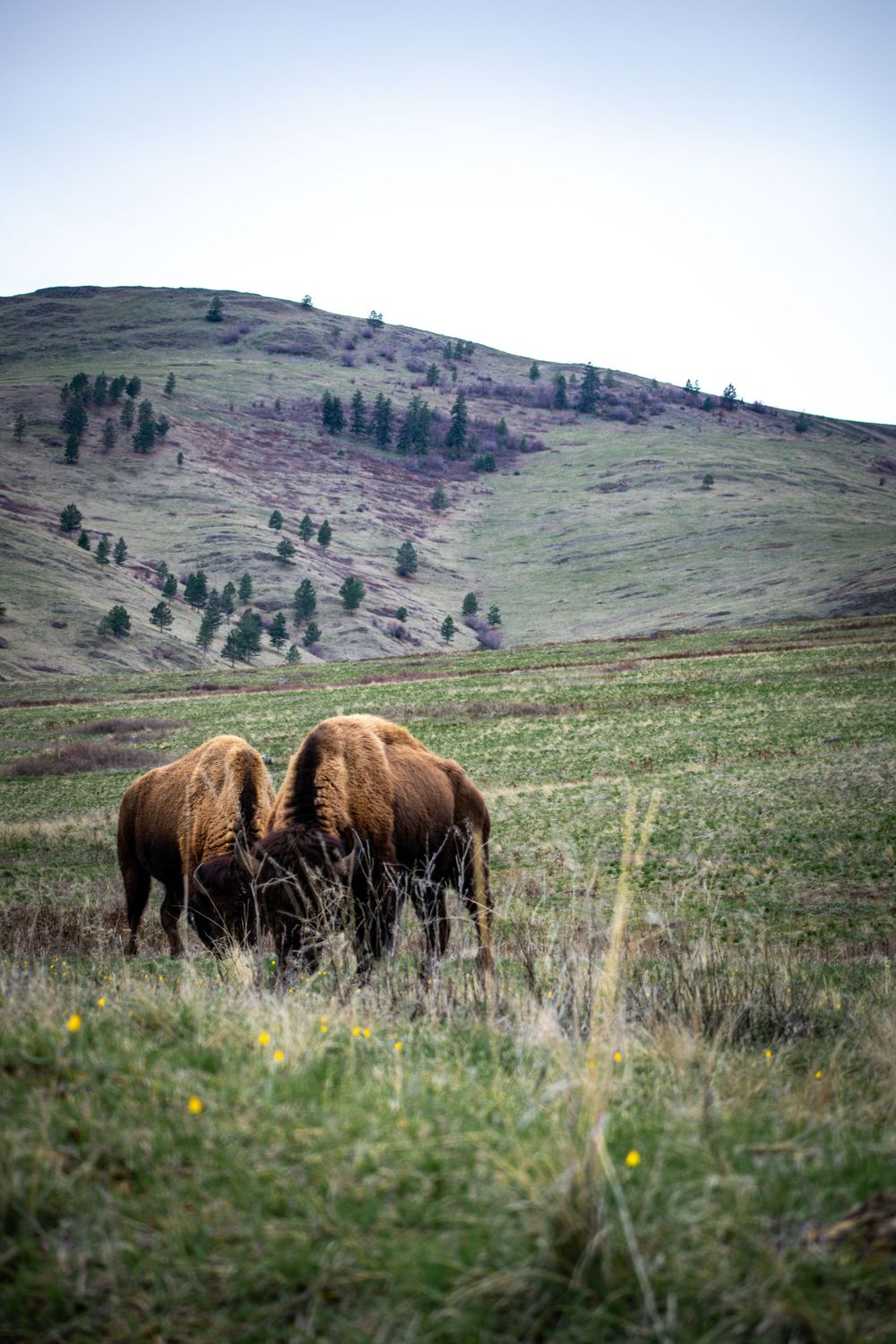 Two bison graze side by side on a green hillside meadow with scattered pine trees in background.