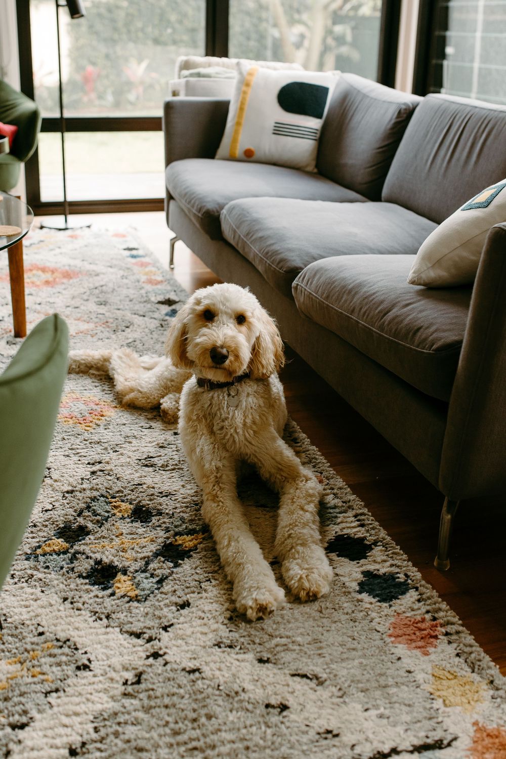 A fluffy golden Labradoodle sits on a patterned rug in a modern living room with a gray sofa.