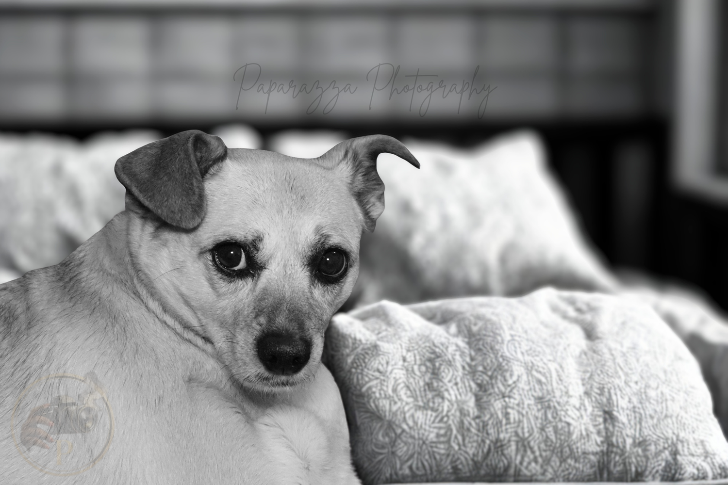 Black and white photo of a small dog resting on a fluffy pillow, looking directly at the camera with soulful eyes.