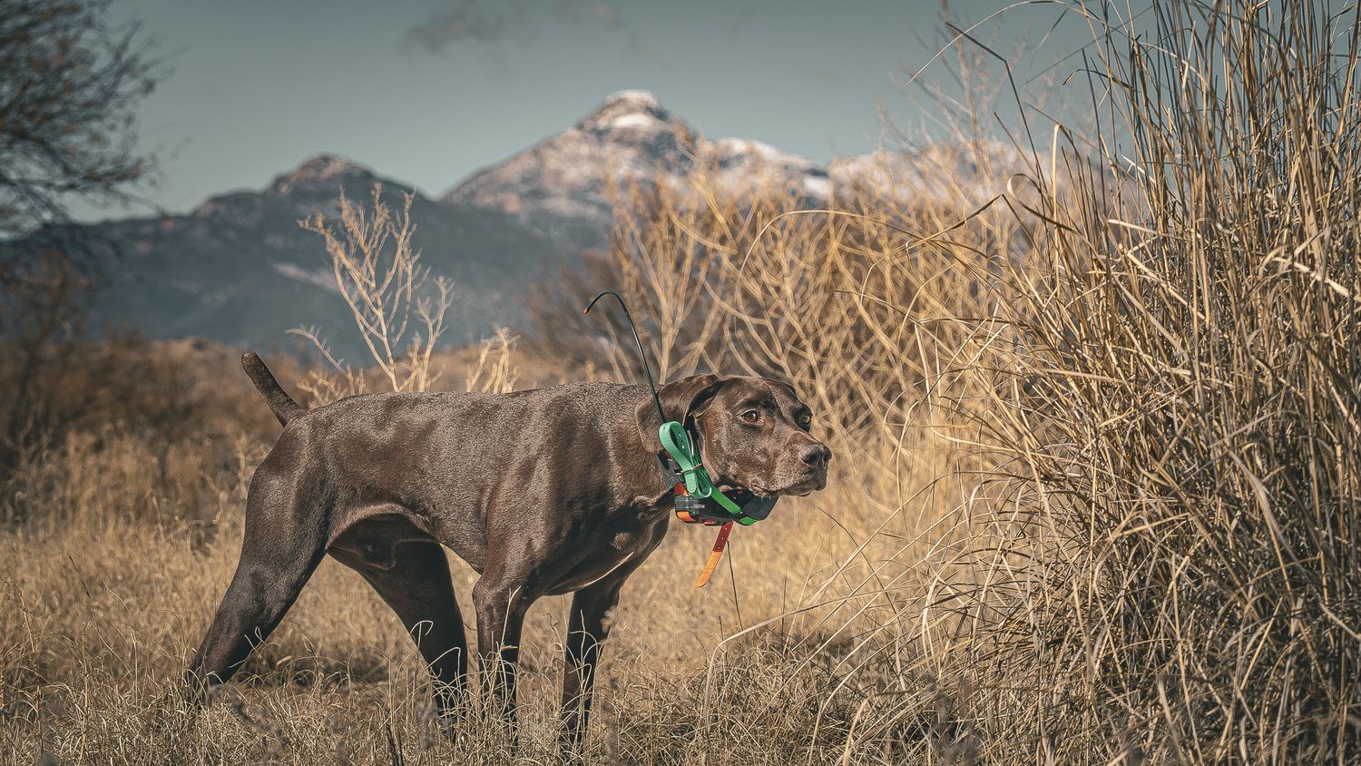 Dark brown hunting dog with green collar standing in dry brush with snow-capped mountain backdrop.
