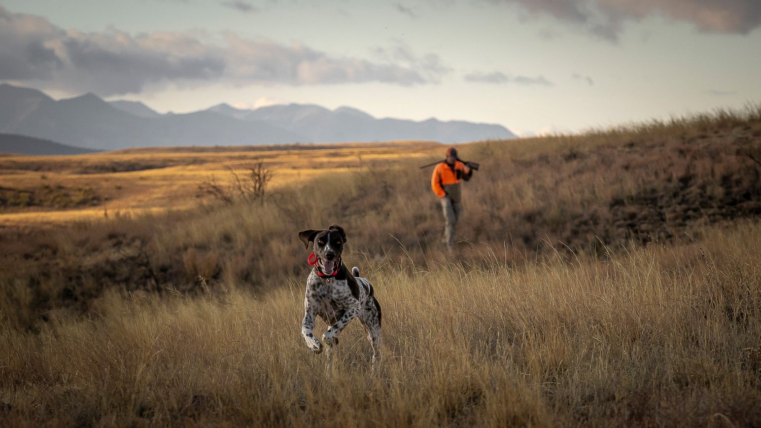 Hunting dog stands alert in golden grassland while hunter aims shotgun with mountain range backdrop.