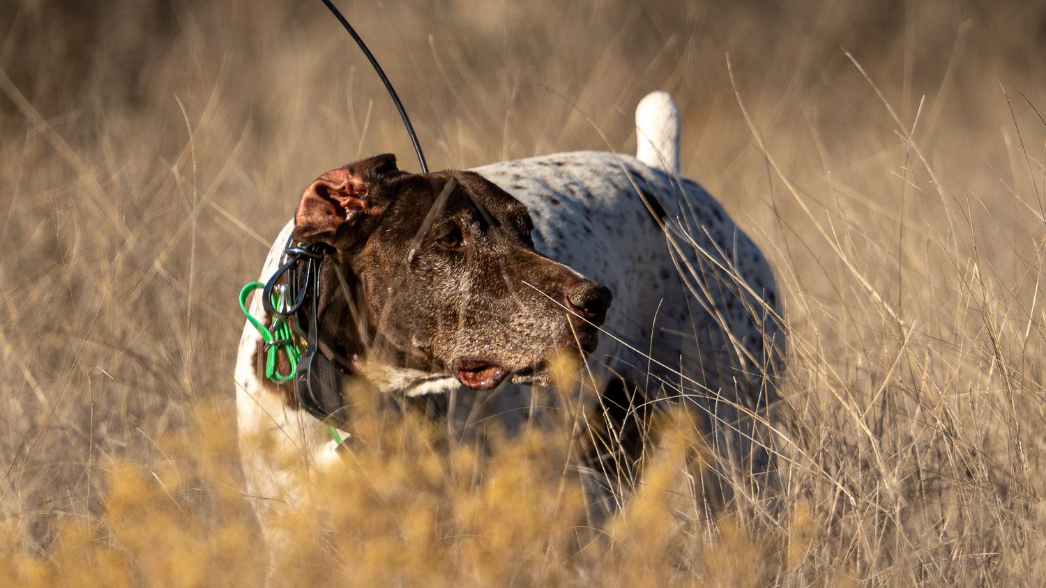 A hunting dog wearing a collar walks through tall dry grass in an open field.
