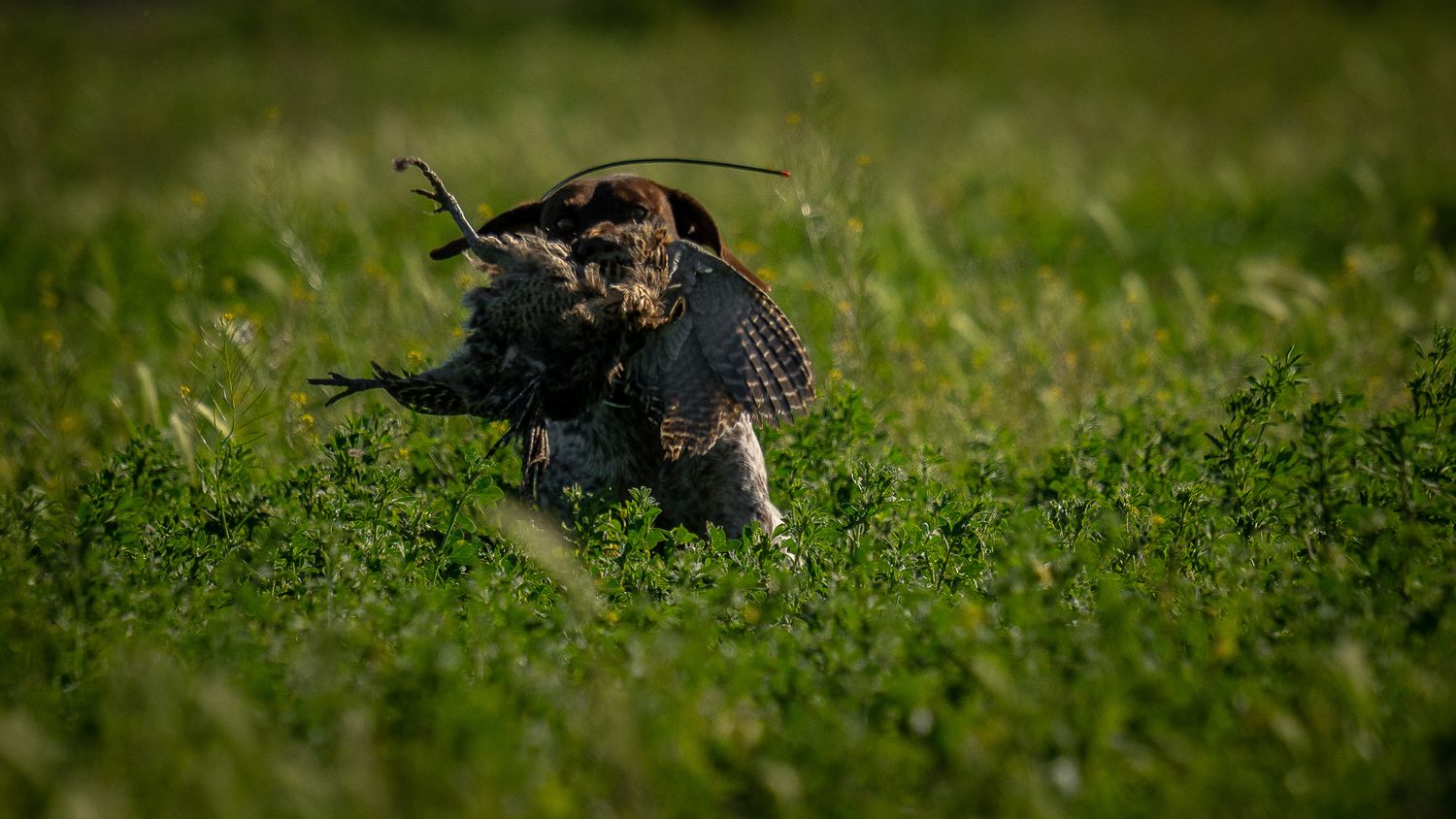 A hawk capturing prey on lush green grass in natural outdoor lighting.