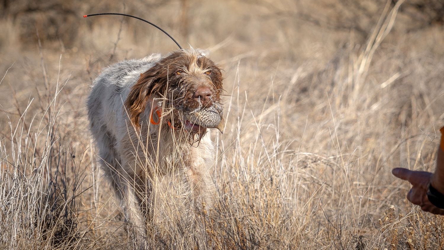 A hunting dog retrieves game bird in dry grass field during hunt.