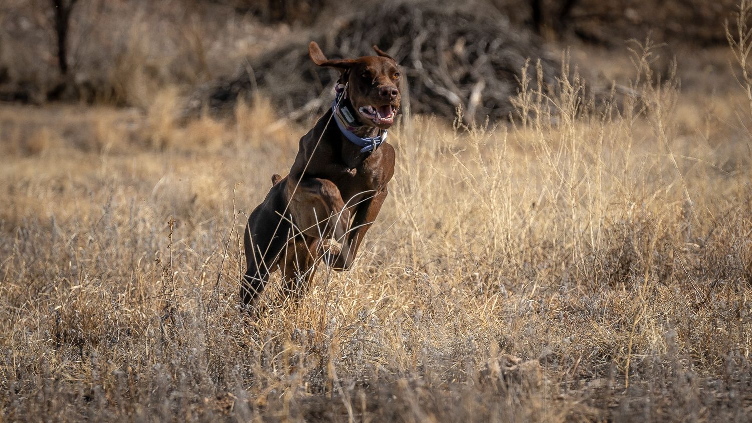 A dark brown dog wearing a collar runs energetically through dry golden grassland in a natural outdoor setting.