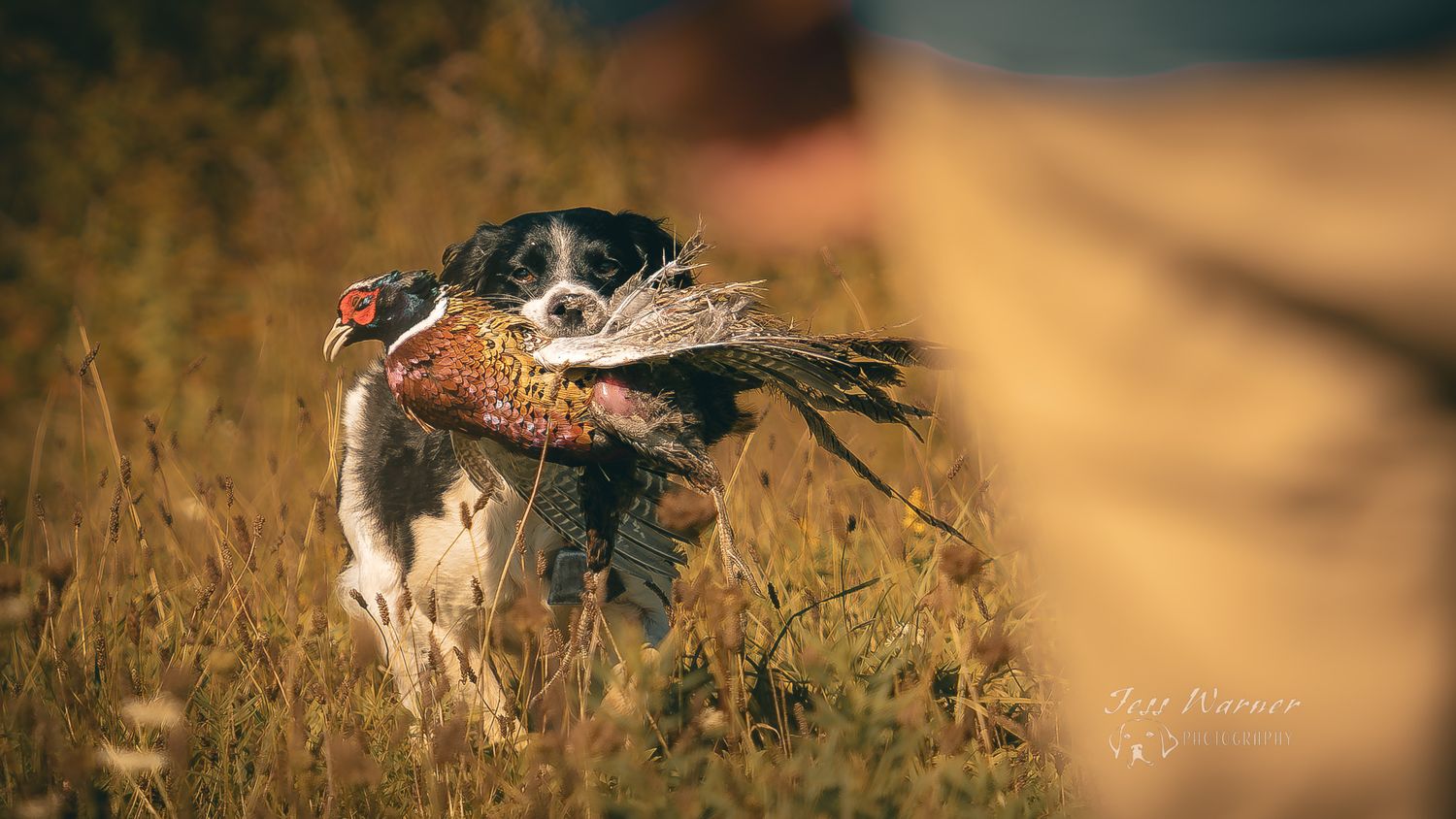 A hunting dog retrieves a pheasant through a golden field during a hunt.