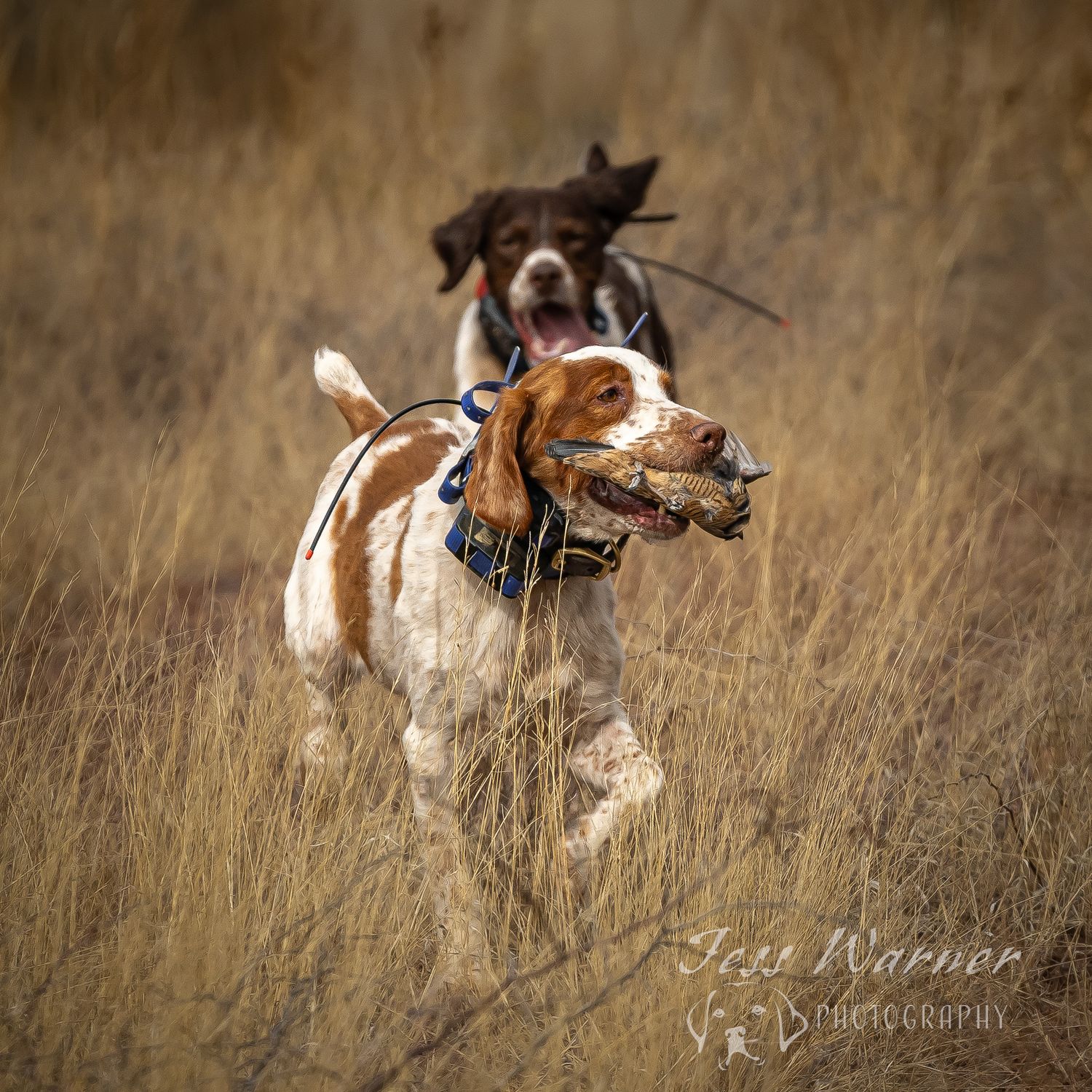 Two hunting dogs running through tall golden grass, one carrying a bird in its mouth.