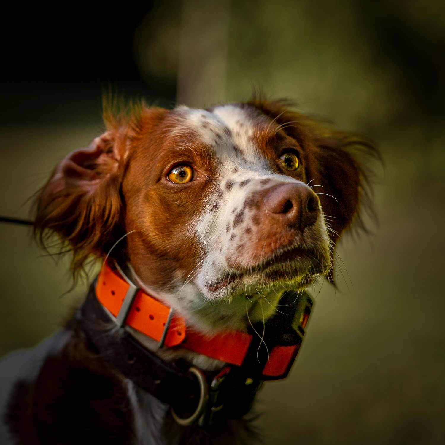 A brown and white Brittany Spaniel dog with an orange collar looking up attentively outdoors.
