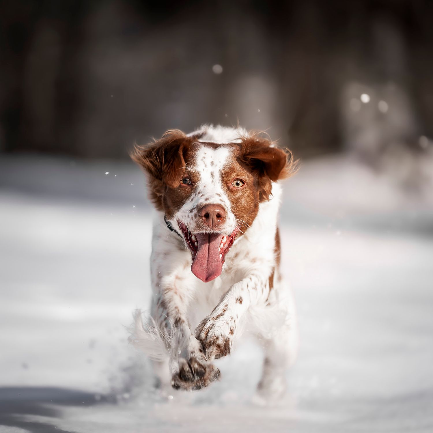 A happy brown and white Brittany Spaniel runs through snow with tongue out, snow flying around its paws.