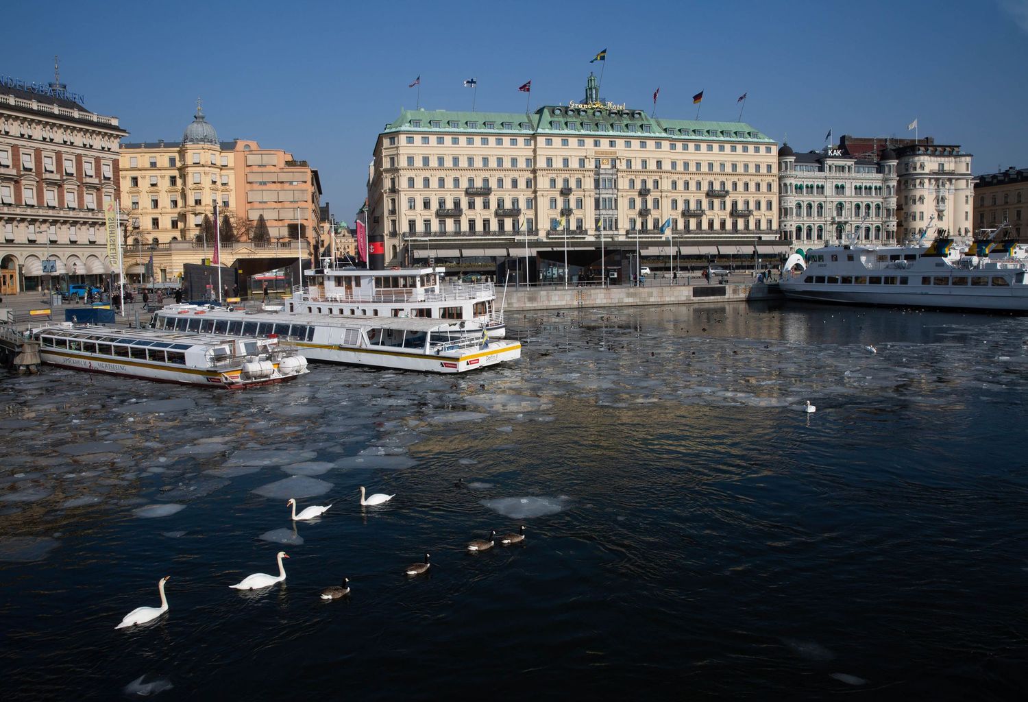 Swans swim among boats on a partially frozen Stockholm harbor with the Grand Hôtel in the background.