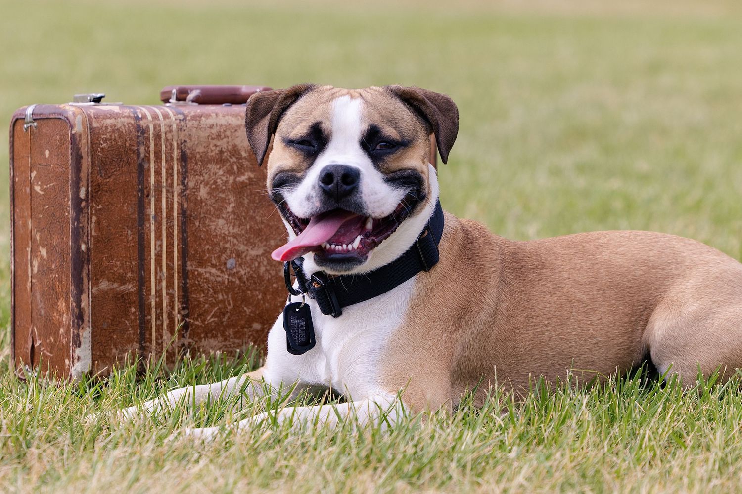 Happy Boxer dog lying on grass next to vintage brown suitcase, wearing black collar with tongue out.