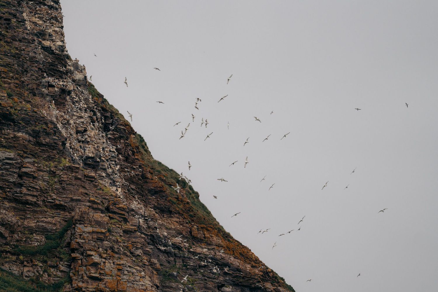falaises avec des centaines mouettes tridactyles volant