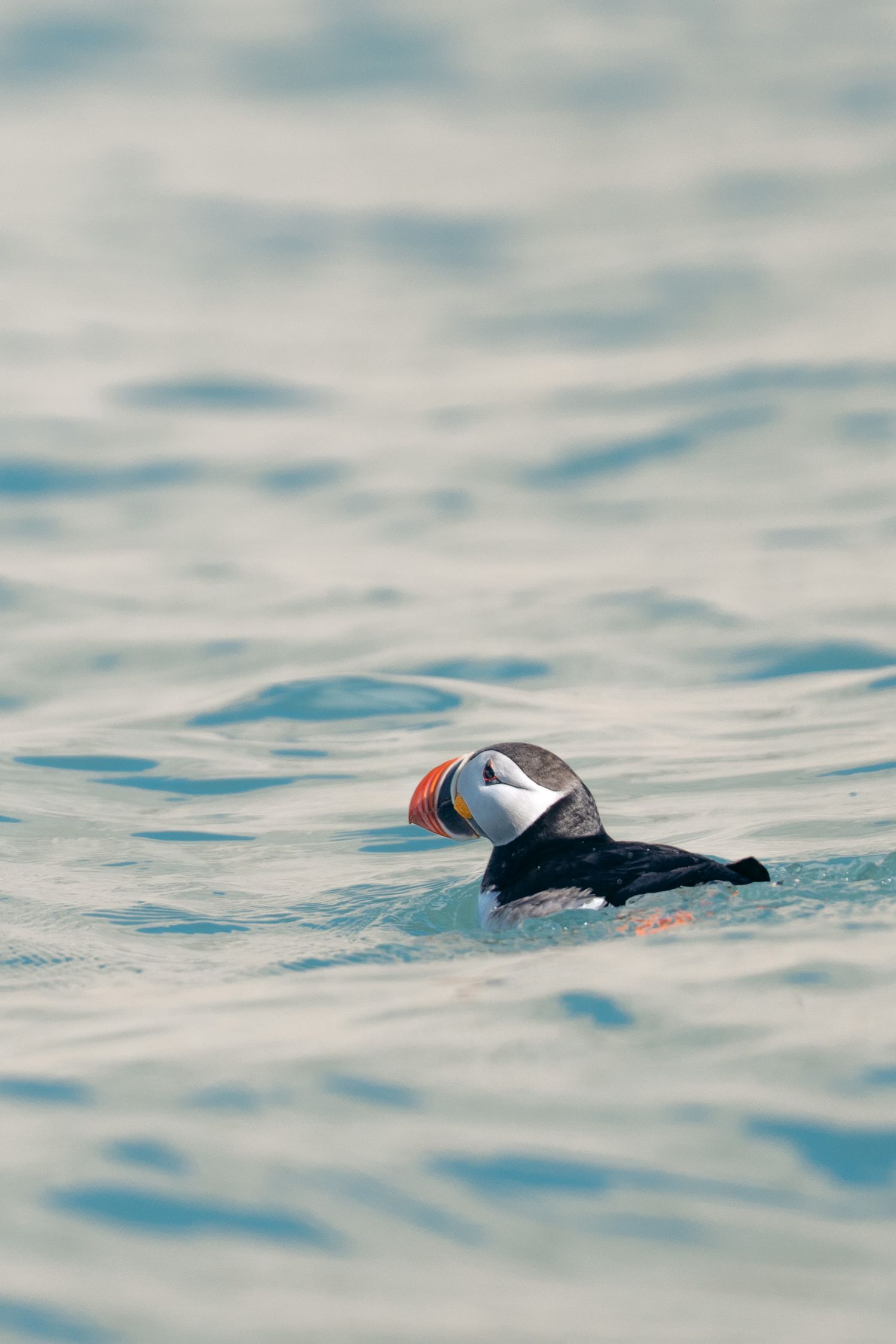 Macareux moine nageant seul sur une eau turquoise moirée, bec orange vif