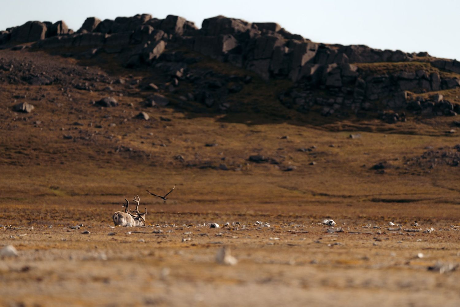 Renne couché harcelé par un oiseau fondant sur lui, à Kapp Lee sur Edgeøya
