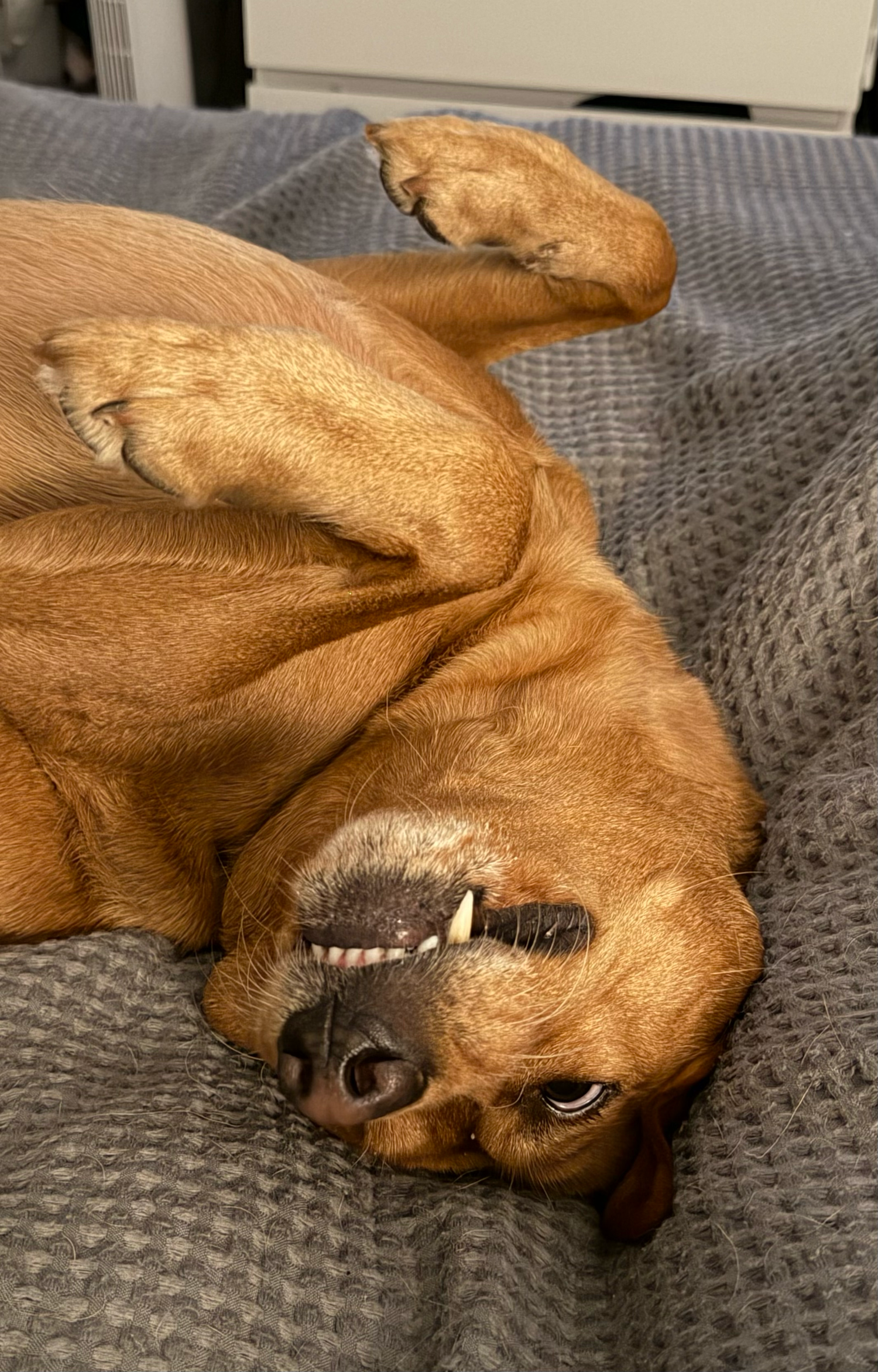 A golden-brown dog lying on its back on a gray blanket, showing its belly and teeth with one paw raised.