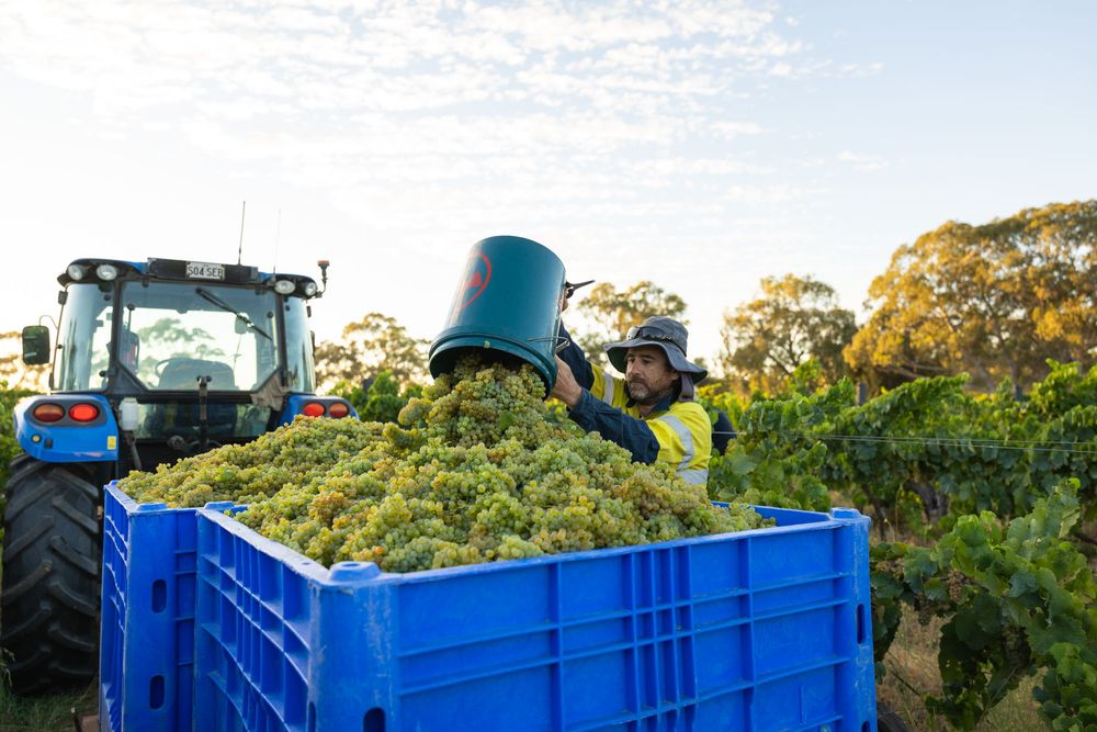 Worker pouring harvested green grapes into a blue bin during vineyard harvest season.