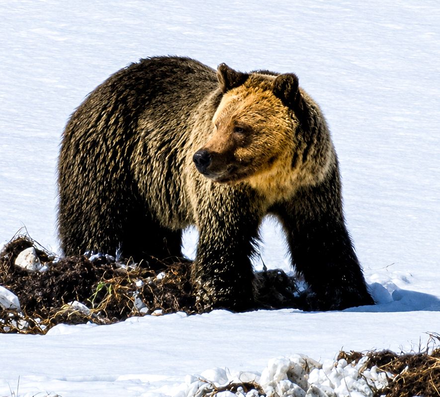 Grizzly in Yellowstone