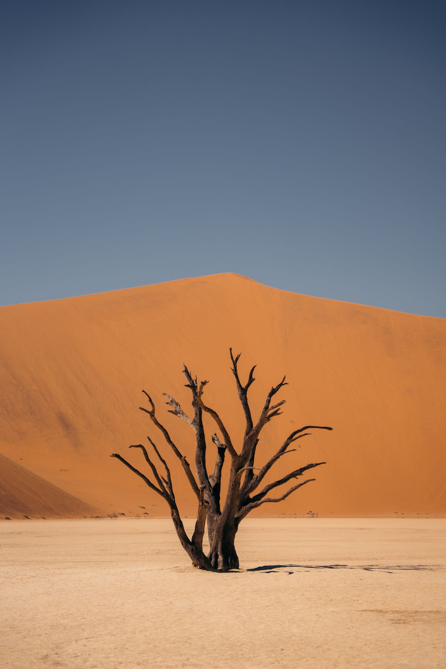 deadvlei, vieil acacia noir dans une étendue de sel asséchée avec dune de sable rouge en arrière-plan