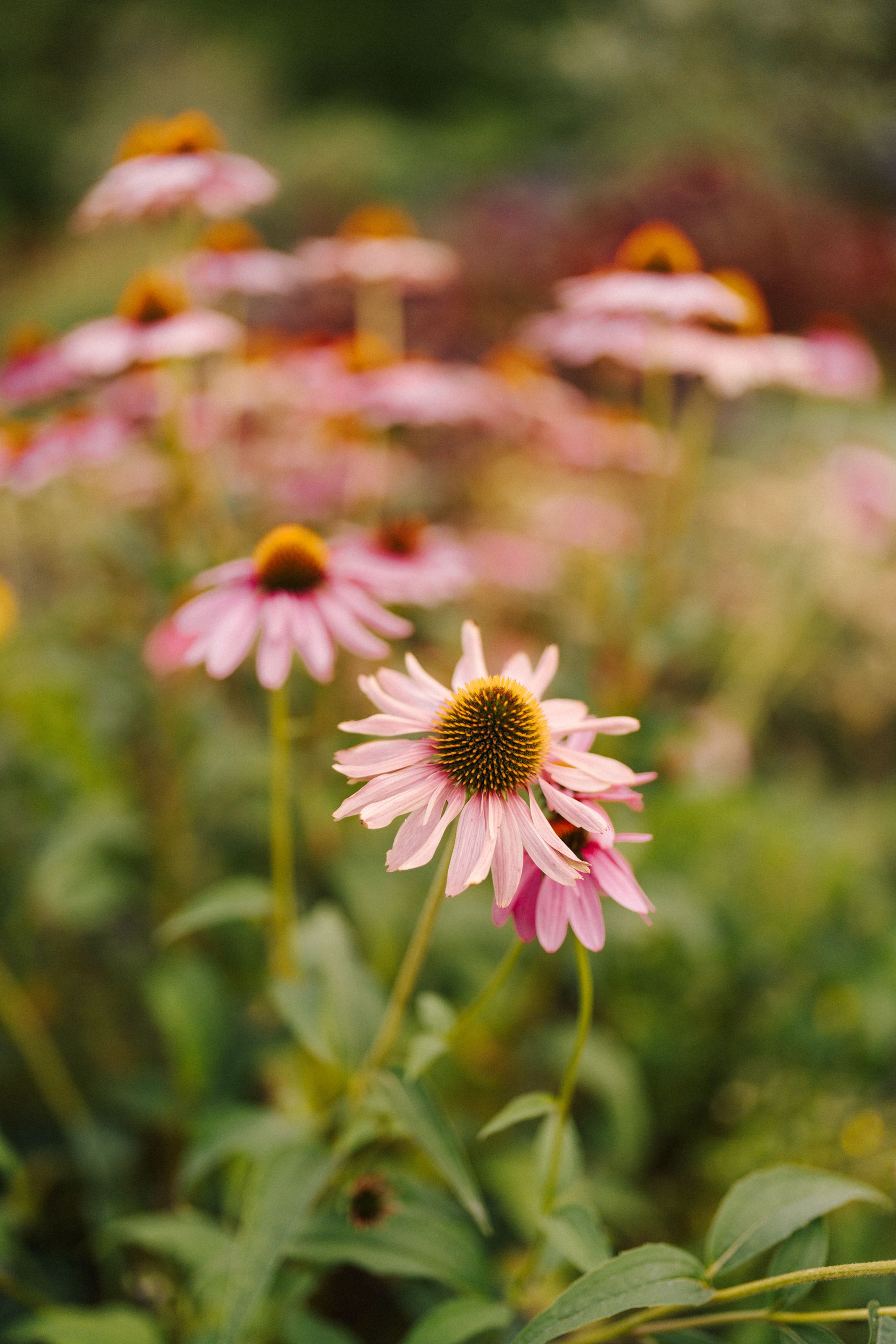 Pink echinacea coneflowers blooming in a lush garden with soft bokeh green background.