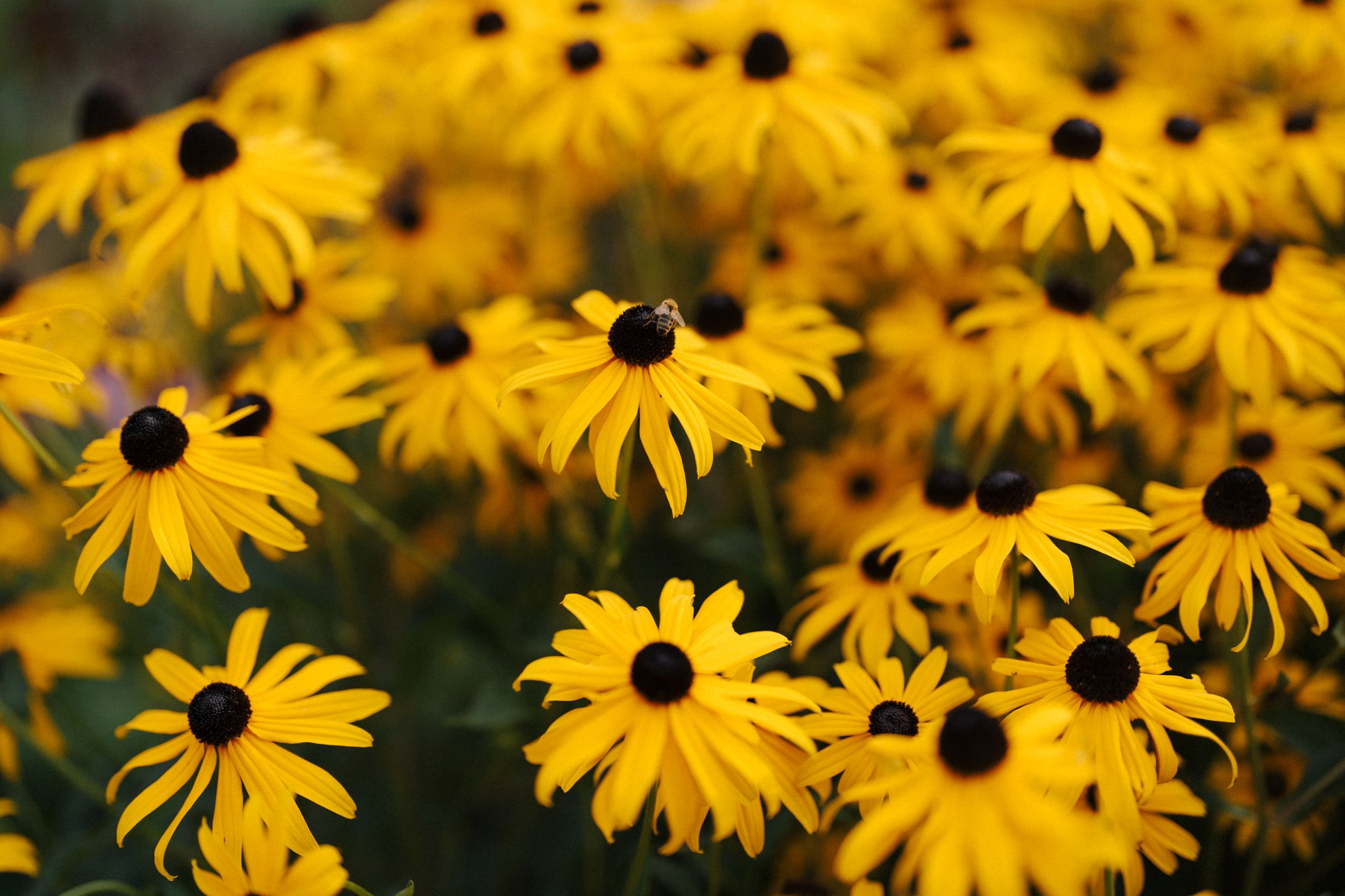 Vibrant yellow black-eyed Susan flowers in full bloom, showcasing bright petals and dark centers in a lush garden.