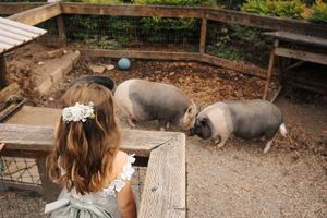 Young girl with flower hair clip watching three pigs in a rustic farm enclosure.