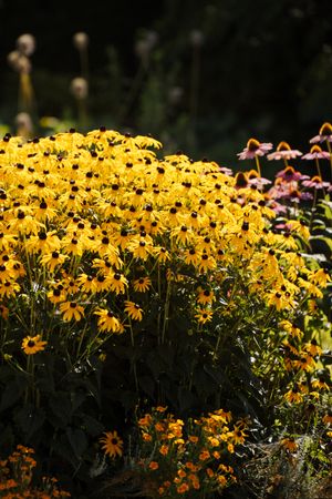 Vibrant yellow black-eyed Susan flowers blooming in a sunny garden border with pink coneflowers in the background.