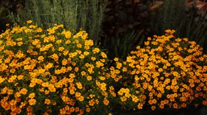Vibrant orange marigold flowers blooming in a lush garden with green and dark foliage.