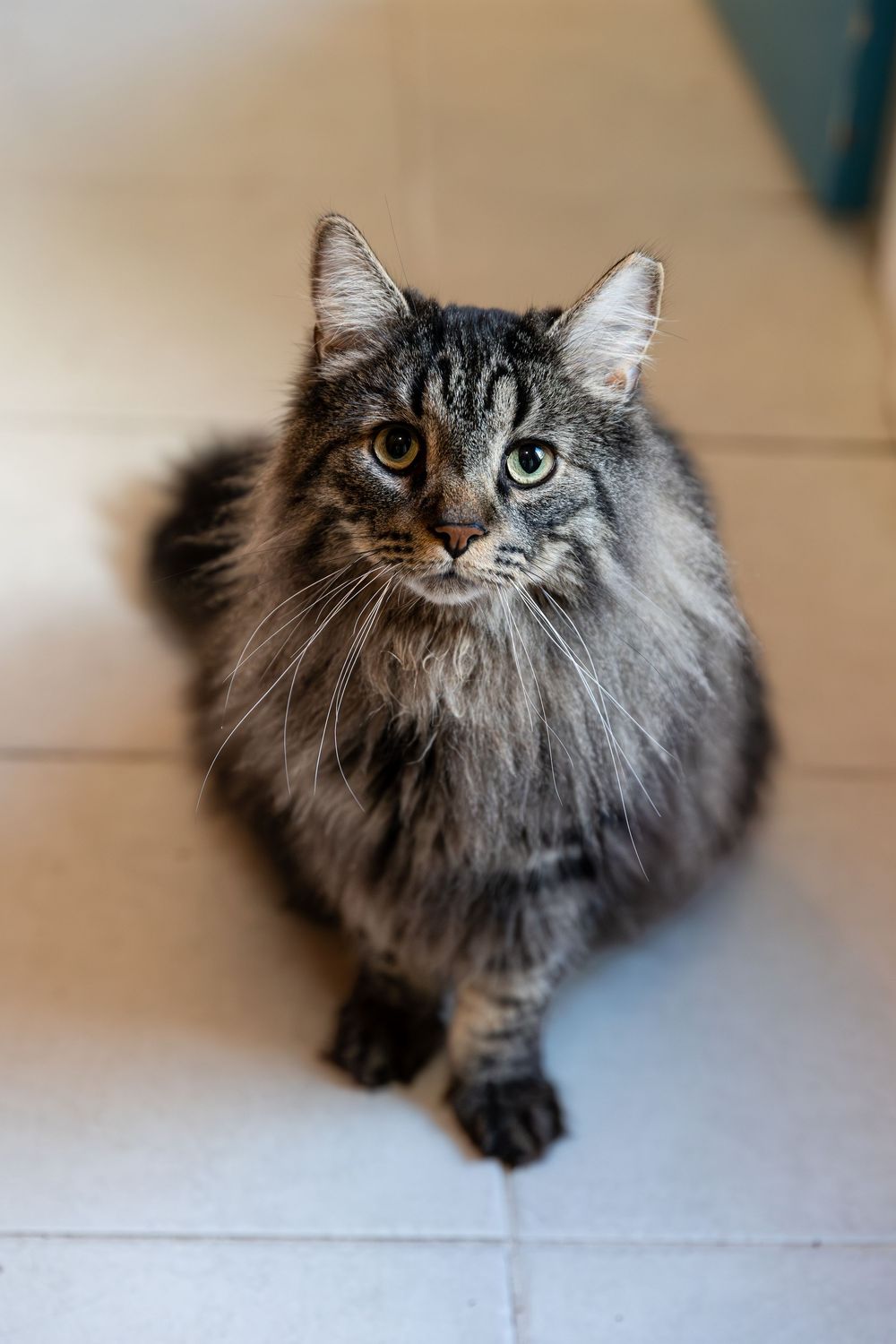 Couples cat sitting and watching during the morning of a wedding in london, ontario