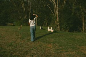 Person in striped shirt and jeans feeding white geese on a green lawn surrounded by trees.