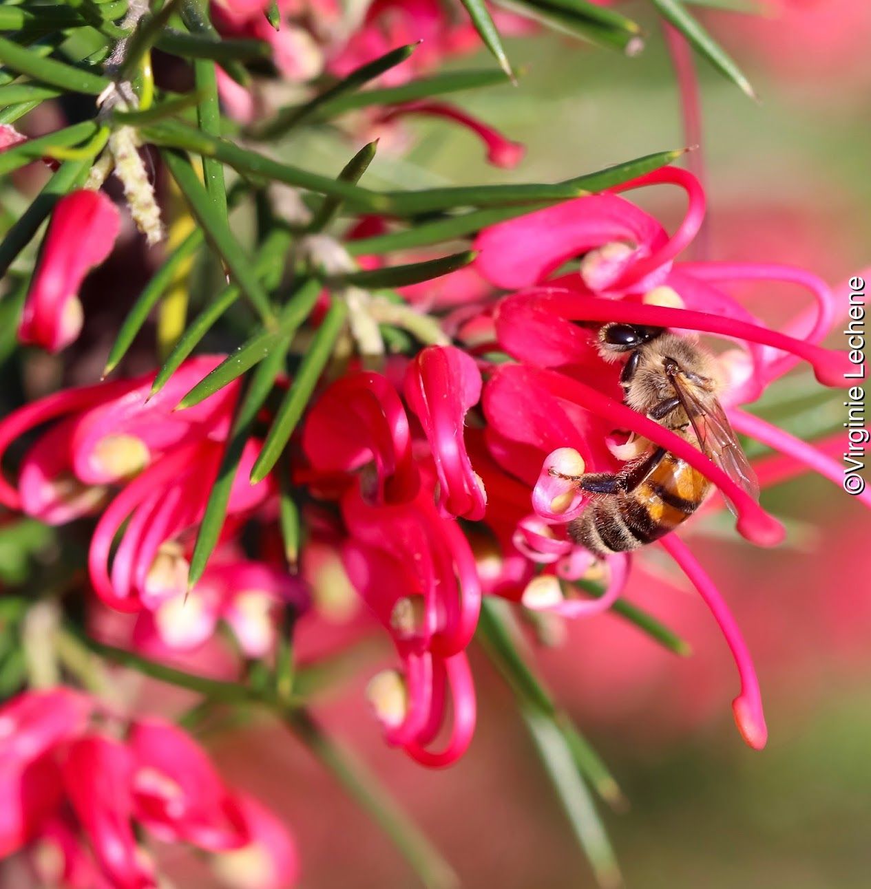 Fleur rouge avec une abeille photographiées gros plan