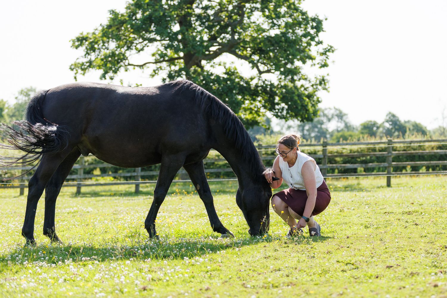A woman in a white top crouches in a sunny green pasture beside a black horse grazing on grass, with a wooden fence and trees behind.