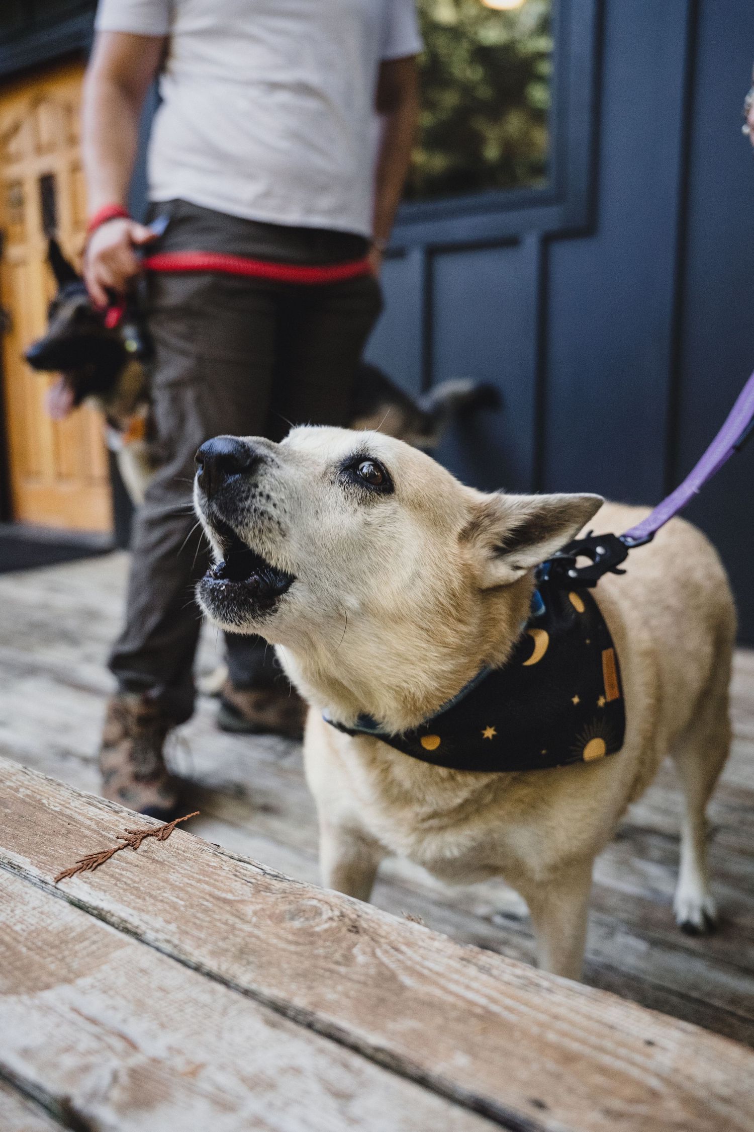Tan dog wearing a black bandana with moon and star print looks up with open mouth on a wooden porch beside its owner.