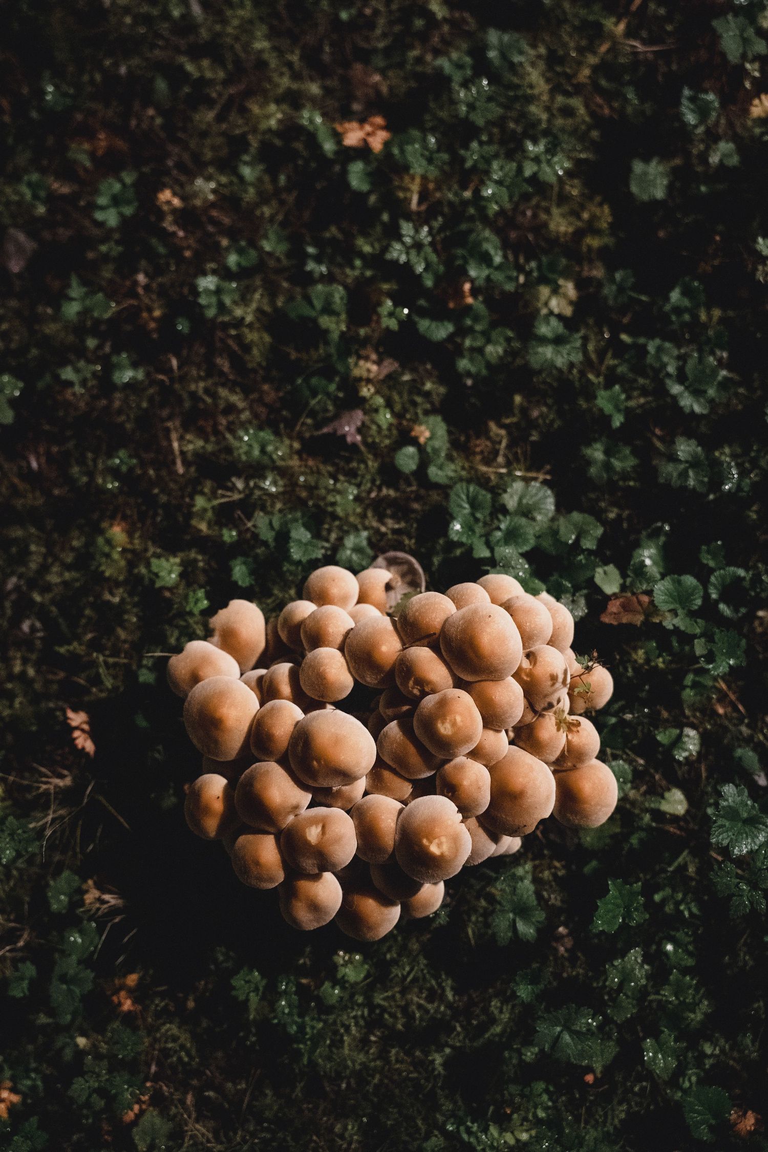 A tight cluster of golden-brown mushrooms with rounded caps growing on a dark forest floor surrounded by green clover leaves.