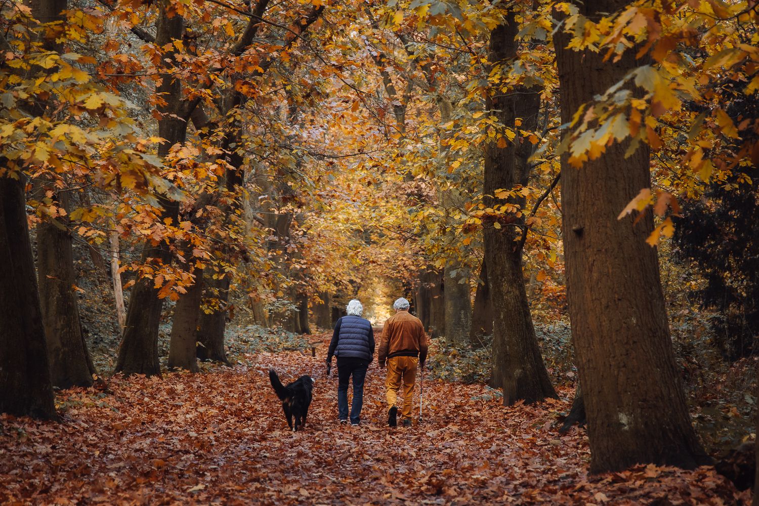 Older couple and their dog during an autumn couple photoshoot in Zeistbos near Utrecht.