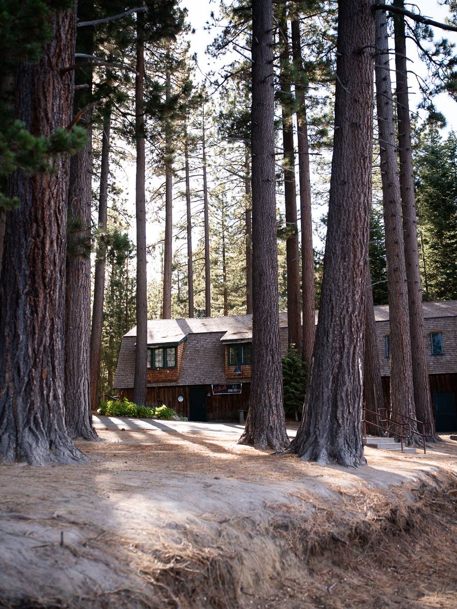 Rustic wooden cabin nestled among tall pine trees in a serene forest setting with sandy ground.
