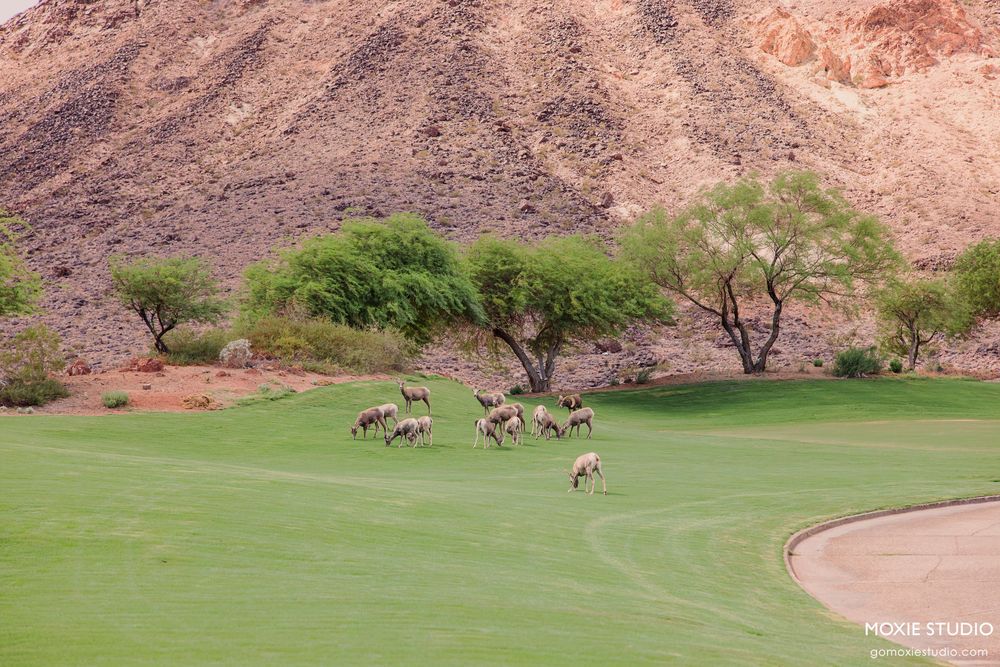 Herd of zebras grazing on lush green golf course with desert mountains and acacia trees in background.