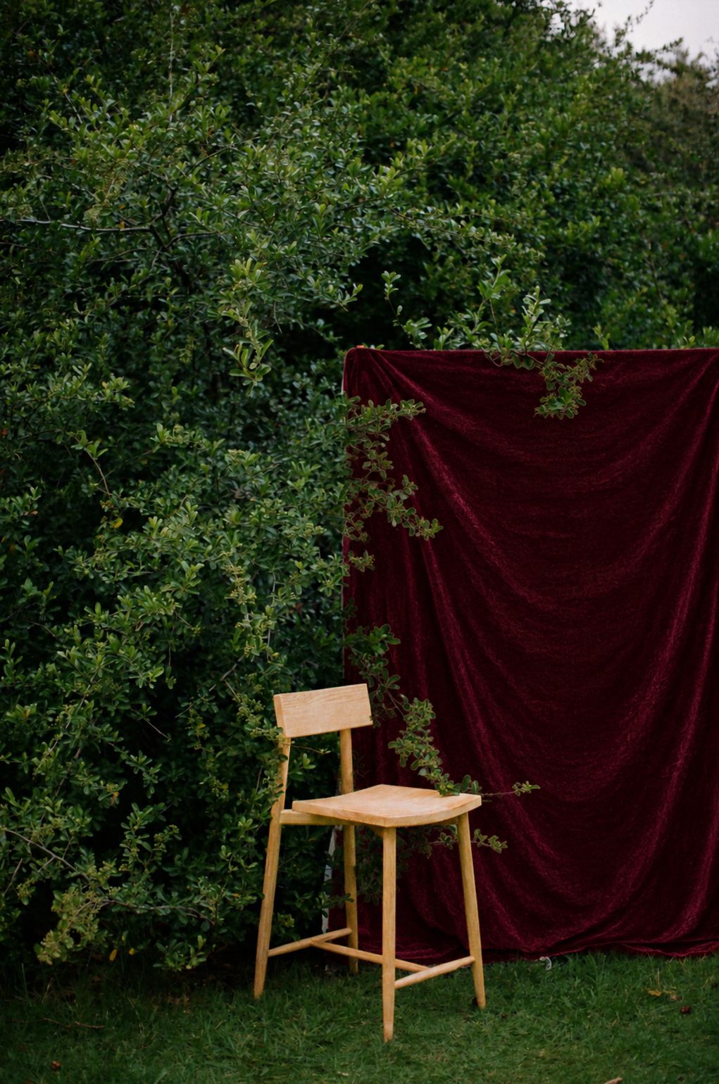 A wooden chair sits on green grass beside a lush bush and a draped burgundy velvet fabric outdoors.
