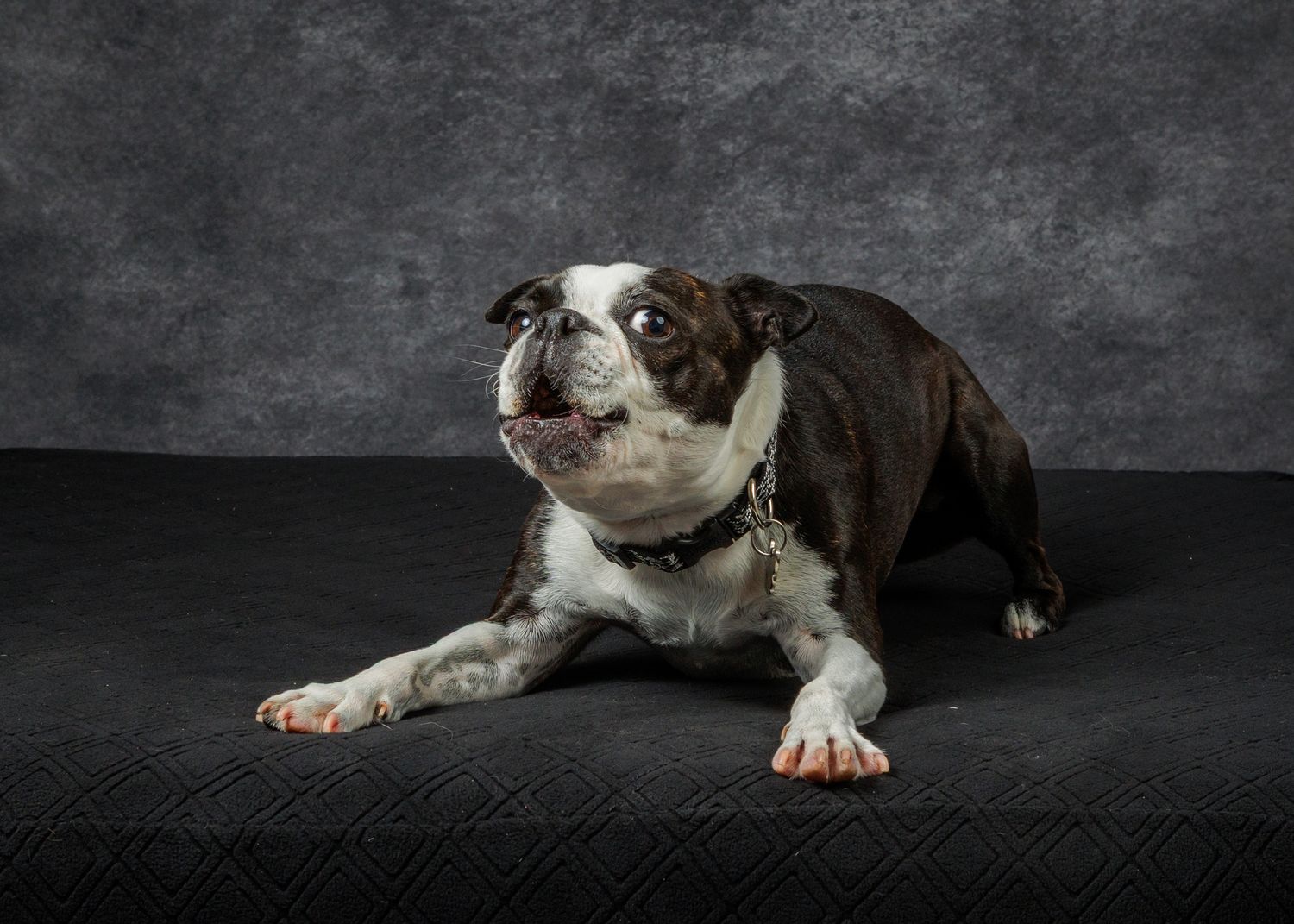A tan dog stands on hind legs on a wooden surface, wearing a collar, against a gray studio backdrop.