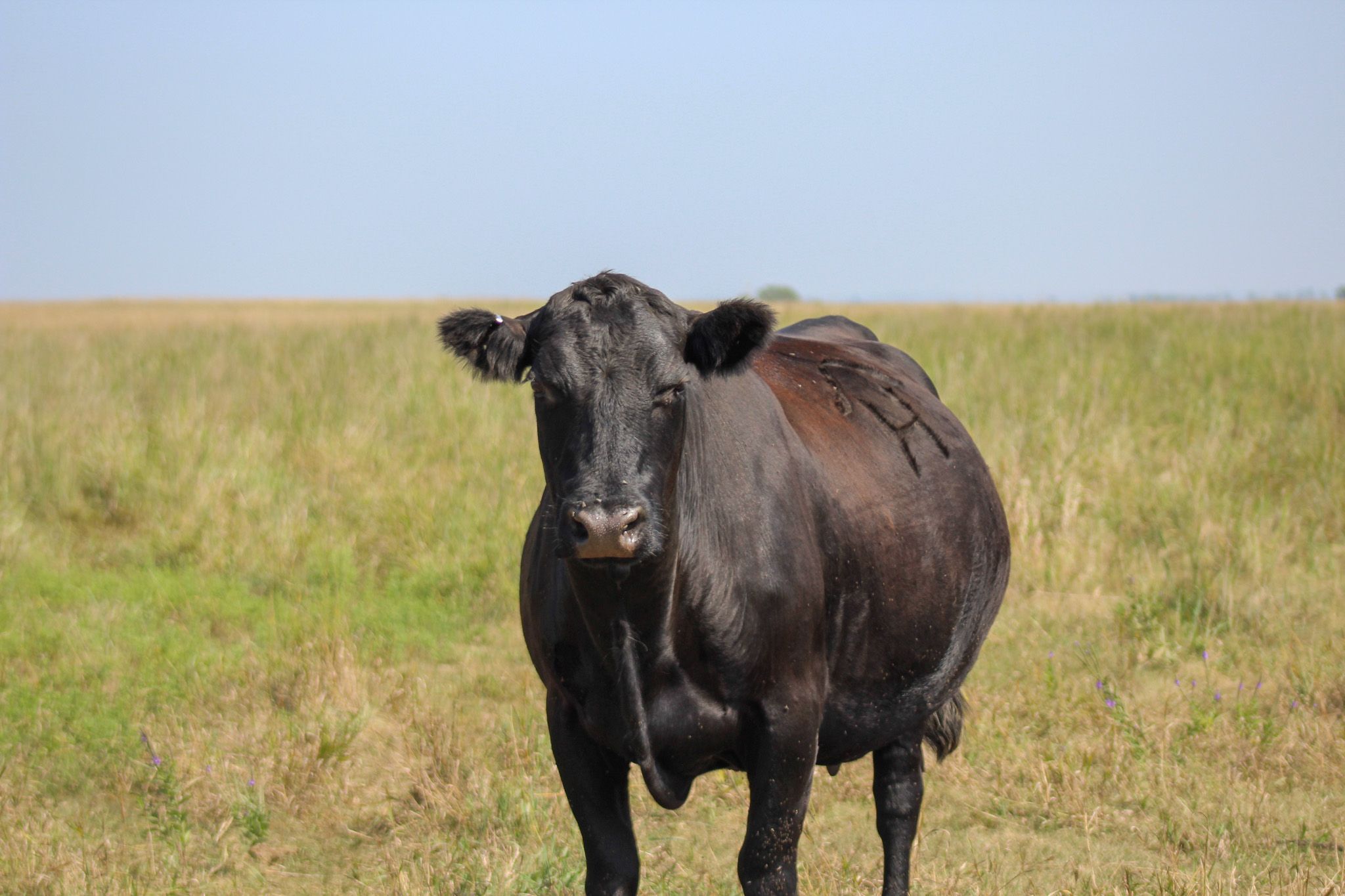 fuelberth cattle