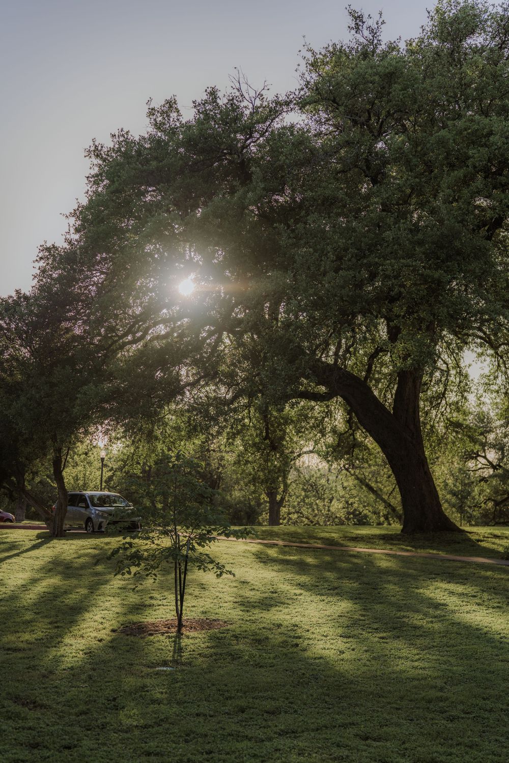 Morning sunbeams filter through ancient oak trees casting long shadows across a grassy lawn.