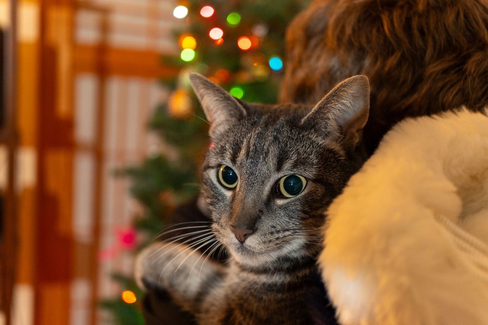 Gray tabby cat with bright blue eyes sits near a Christmas tree with bokeh lights in the background.