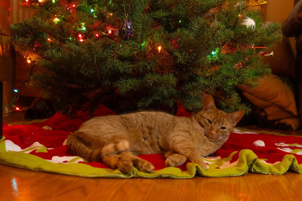 Orange tabby cat lounges on red tree skirt beneath lit Christmas tree with colorful lights.