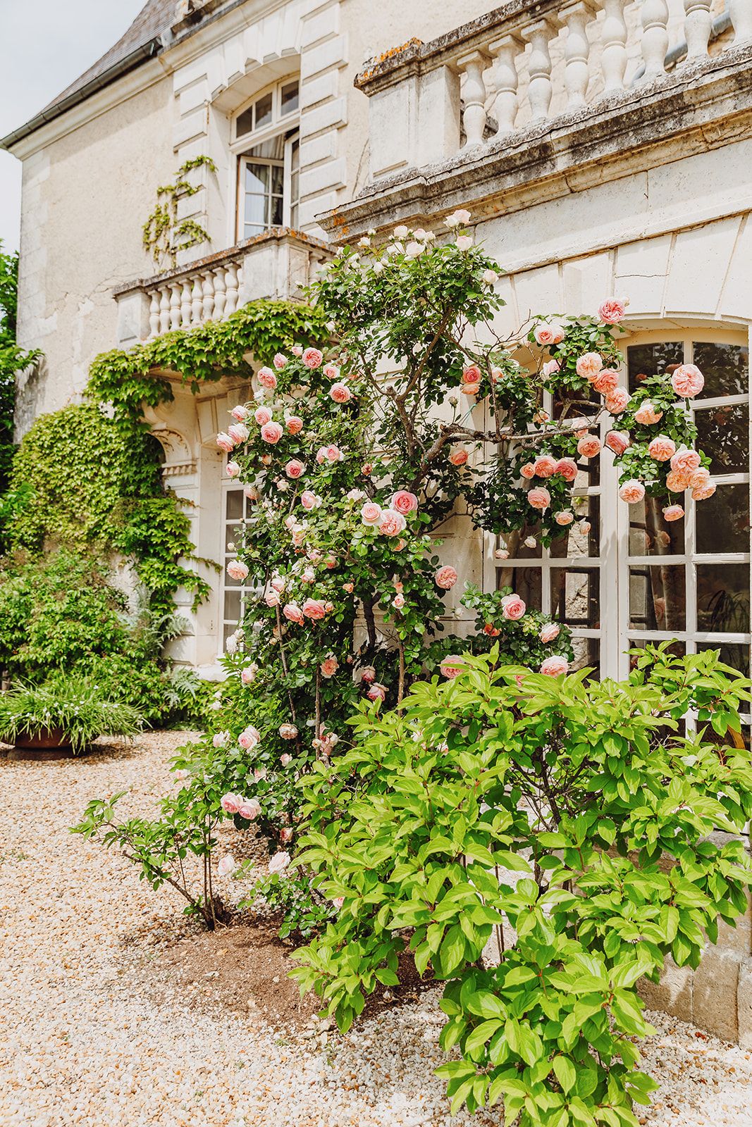 Pink climbing roses adorn the exterior walls of a French country house with gravel paths and lush green foliage.
