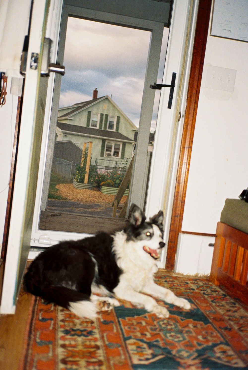 Cattle dog is lying by the open screen door on a vintage rug at home during a family photoshoot on 35mm film in Biddeford, Maine.