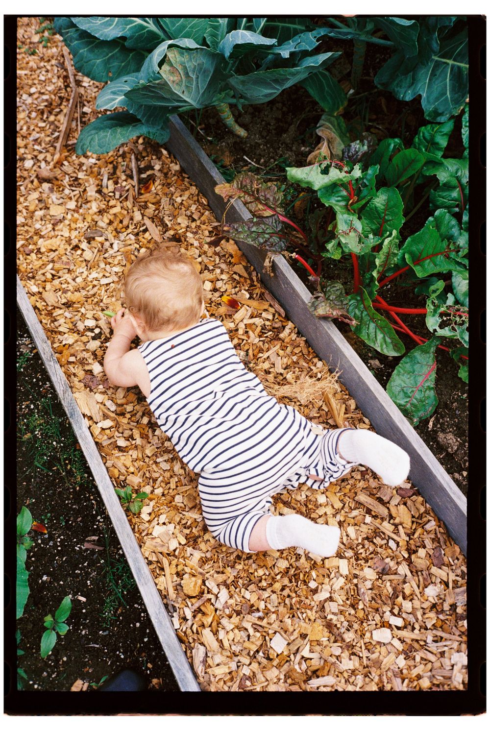 Baby is crawling though the garden in a little striped outfit while a lady bug crawls on her back amongst the greenery at a family session