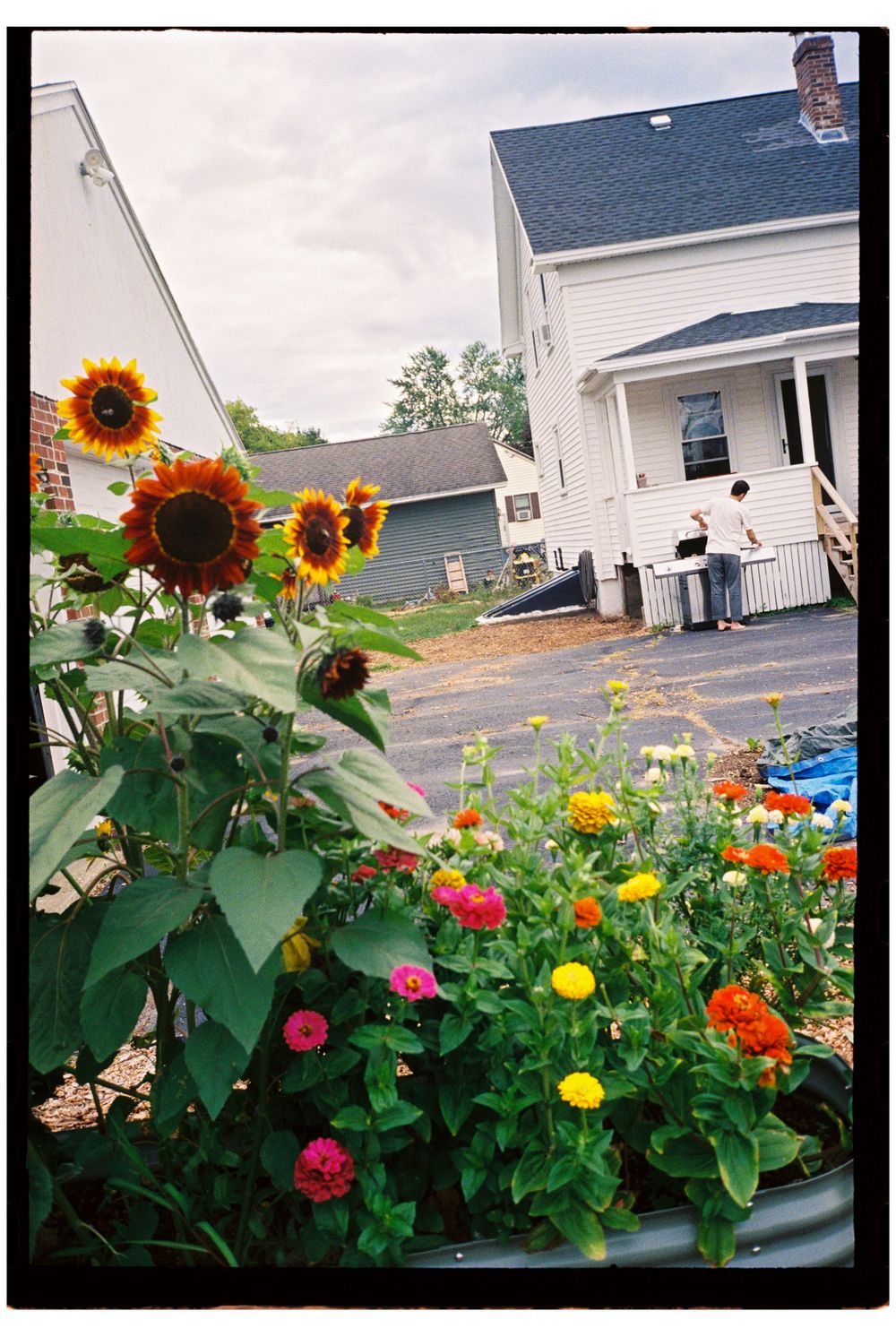 Big sunflowers and dahlias in an abundant garden and in the distance is the house and father grilling before family dinner in Southern Maine