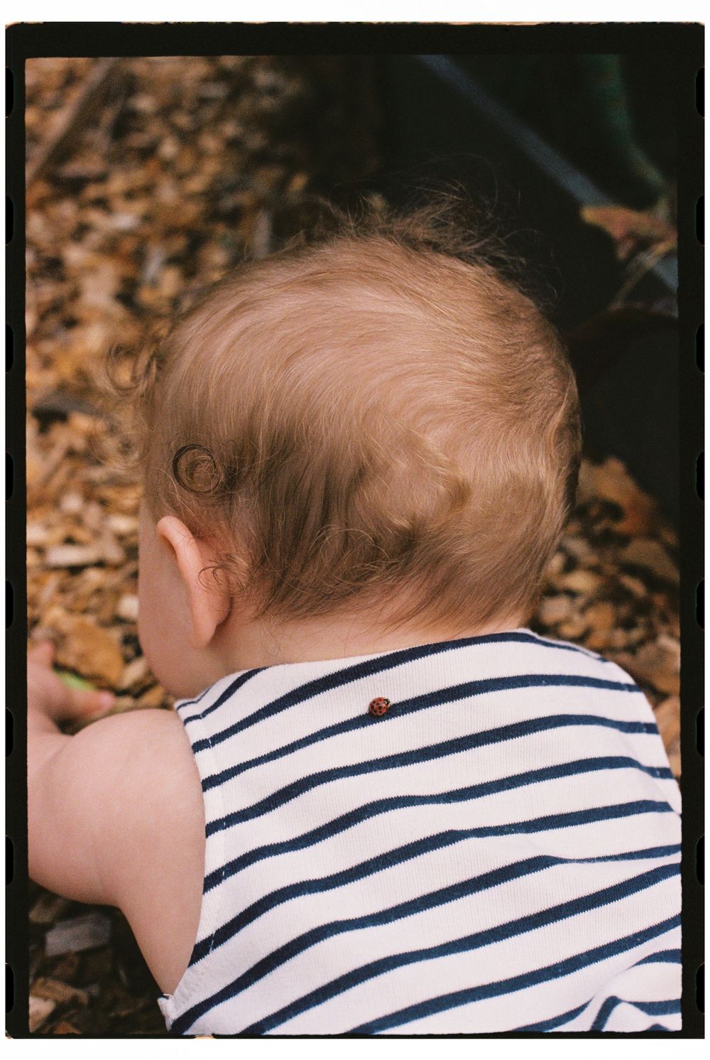 Baby crawls through the mulch pathways of their home grown garden while a little ladybug crawls on her back bringing her good luck .