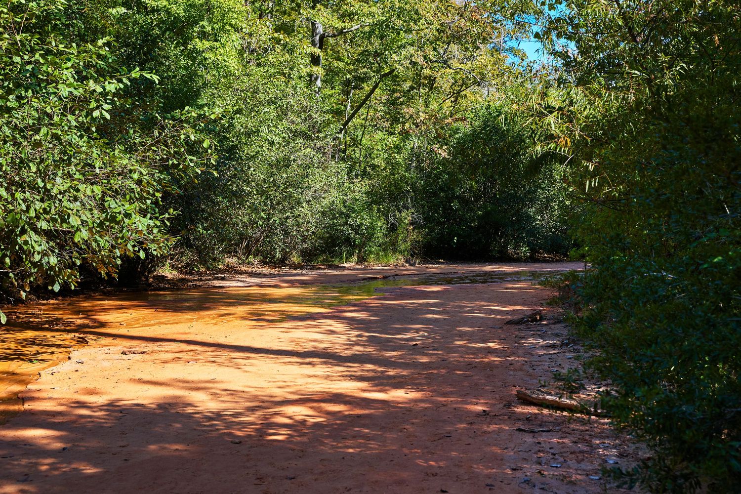 Sunlit red clay trail winding through dense green forest vegetation.